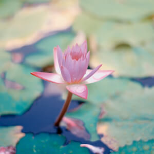 Mindfulness for Life with Lila