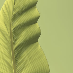 Exploring Tara Practice